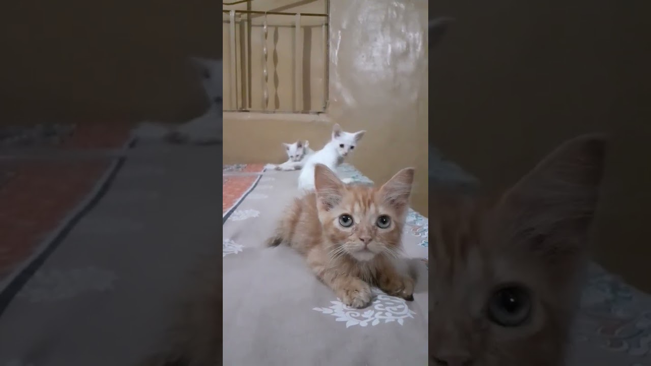 My Brown Cat