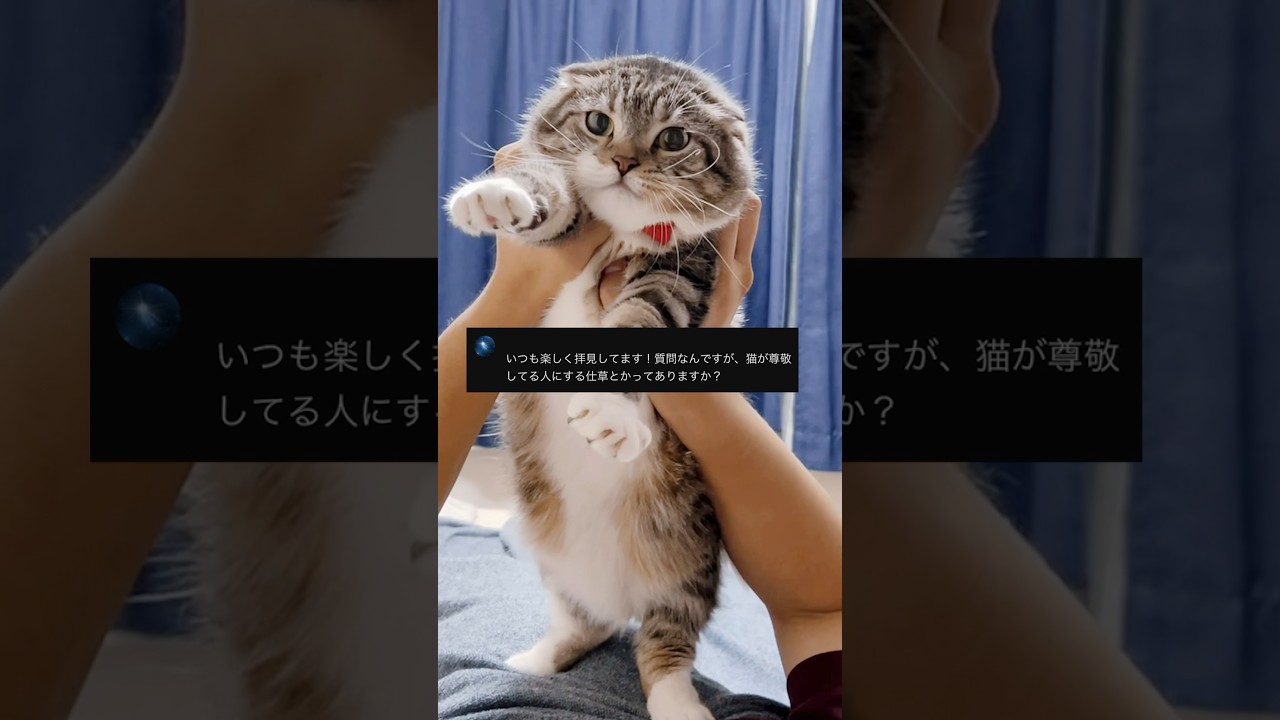 猫は尊敬してる飼い主にコレします🥺 あなたはいくつされてる？