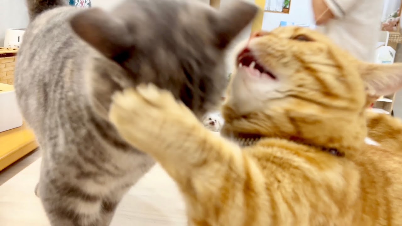 ぎんちゃんの愛の頭突きに慌ててカウンターパンチしてしまった茶々パパ #猫 #マンチカン