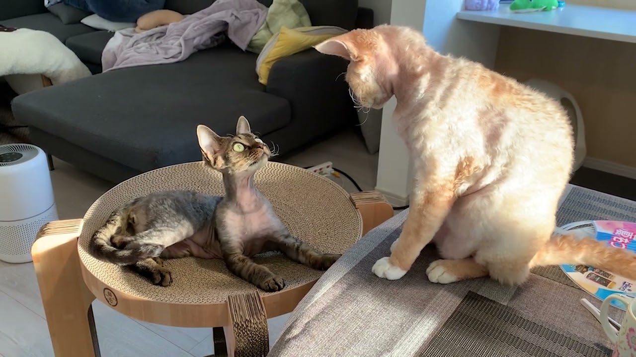 デボンレックス兄弟が会話をしています(Devon Rex brothers communicating with each other)