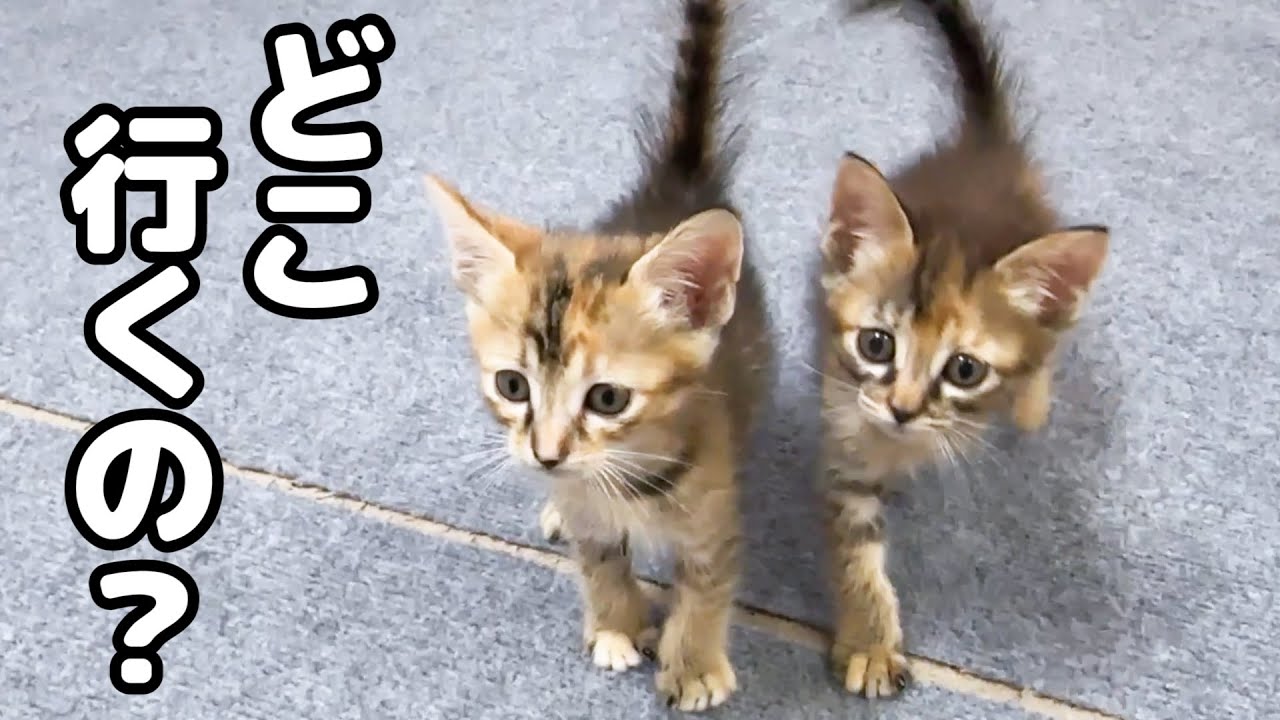 飼い主が部屋を出ると不思議そうに見てくる子猫たちが可愛い！