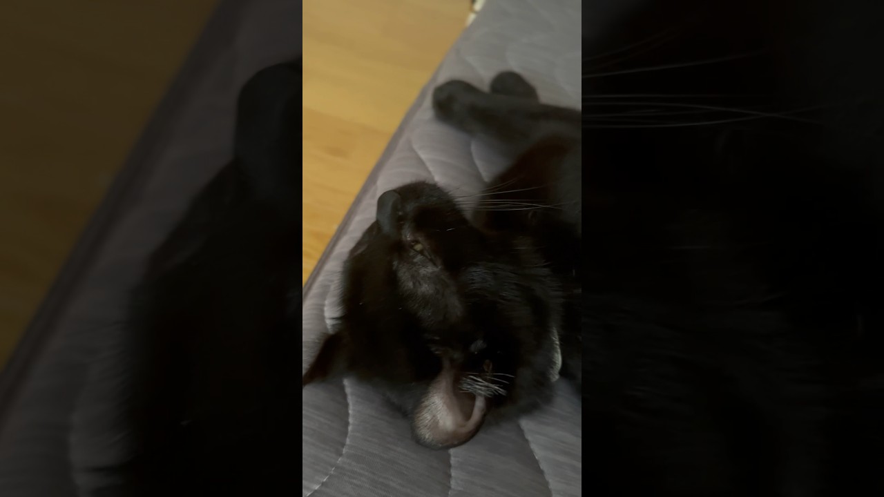 猫様と一緒にお昼寝したら可愛過ぎた🐈‍⬛エマ様とまったり時間❤️‍🔥#shorts #cat #猫 #ねこ #アメリカンカール #cute