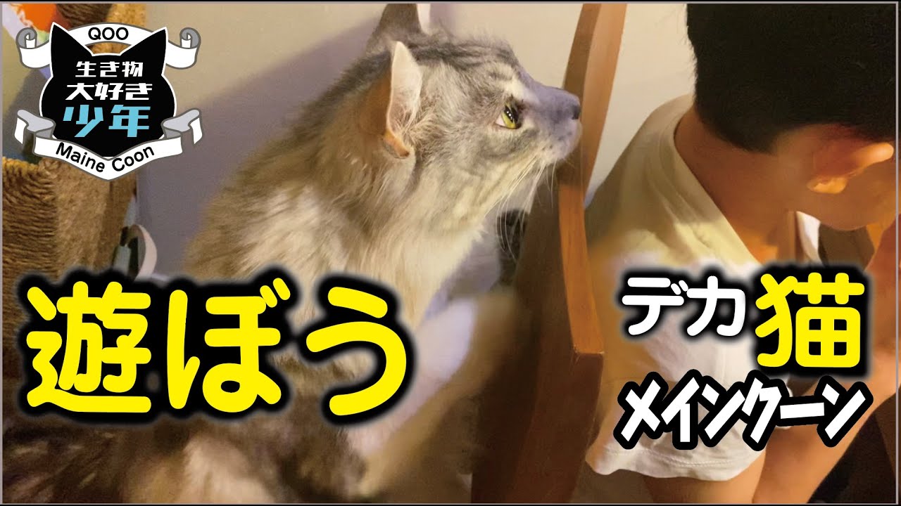 【メインクーン】遊び好きな大型猫、早く食べて遊ぼう♪と子どもを誘いにくる。犬みたいにパワフルに遊ぶ♪