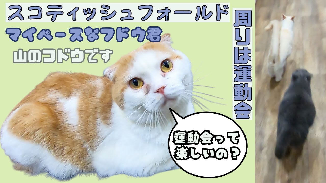 まん丸スコティッシュフォールドは周りで運動会でもマイペース（保護猫カフェ猫の木）十三駅Scottish Fold at his own pace