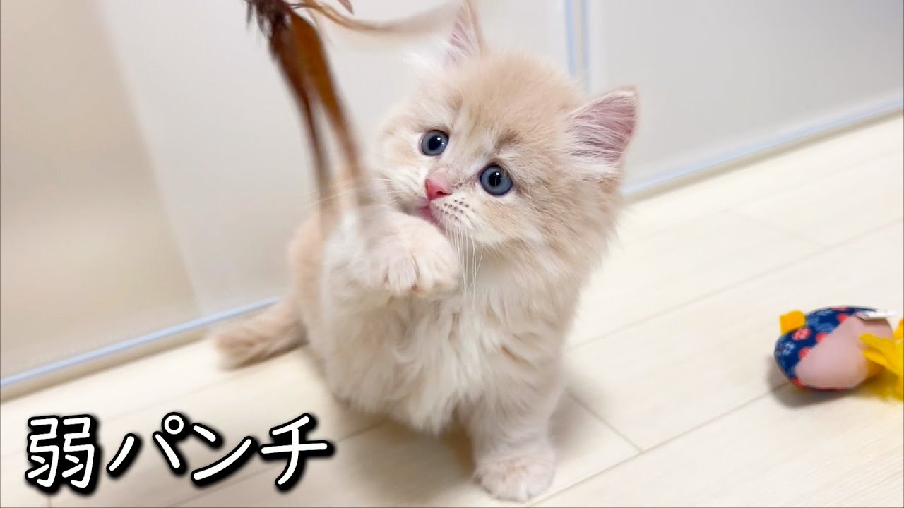 【マンチカンの子猫】短足子猫の猫パンチは最強な件 ∼猫のいる生活Vol.806~ 出産動画 マンチカン短足・ミヌエット・ペルシャ猫専門ブリーダー『ペット蔵人』【子猫の成長記録】