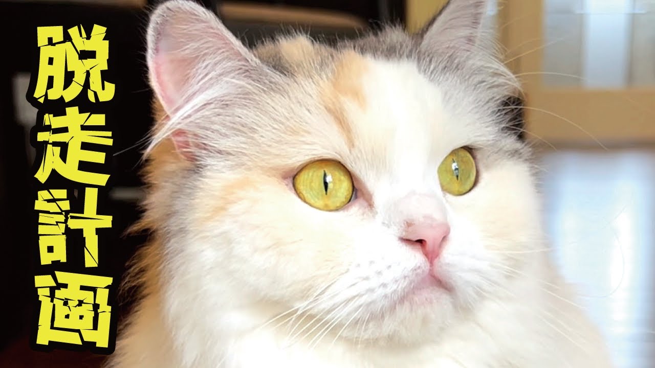 脱走したくてたまらない猫がとんでもない事をしてました【関西弁でしゃべる猫】【猫アテレコ】