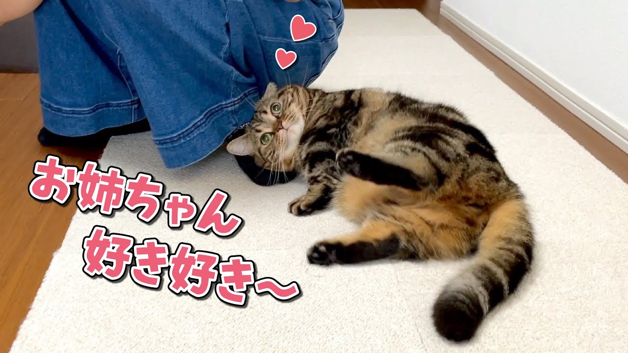 飼い主にも見せたことないくらい姉に甘える猫が可愛すぎる…！