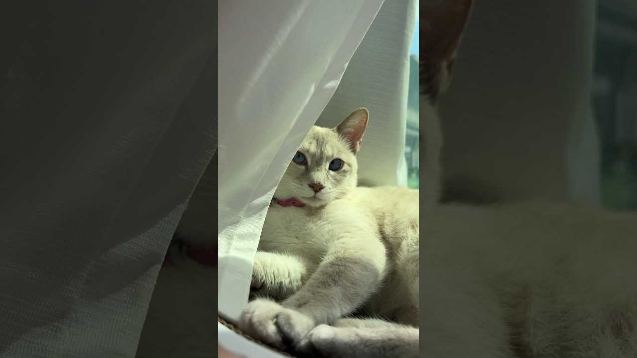 シャムミックスの猫　#猫  #cat  #シャムミックス  #シャムトラ