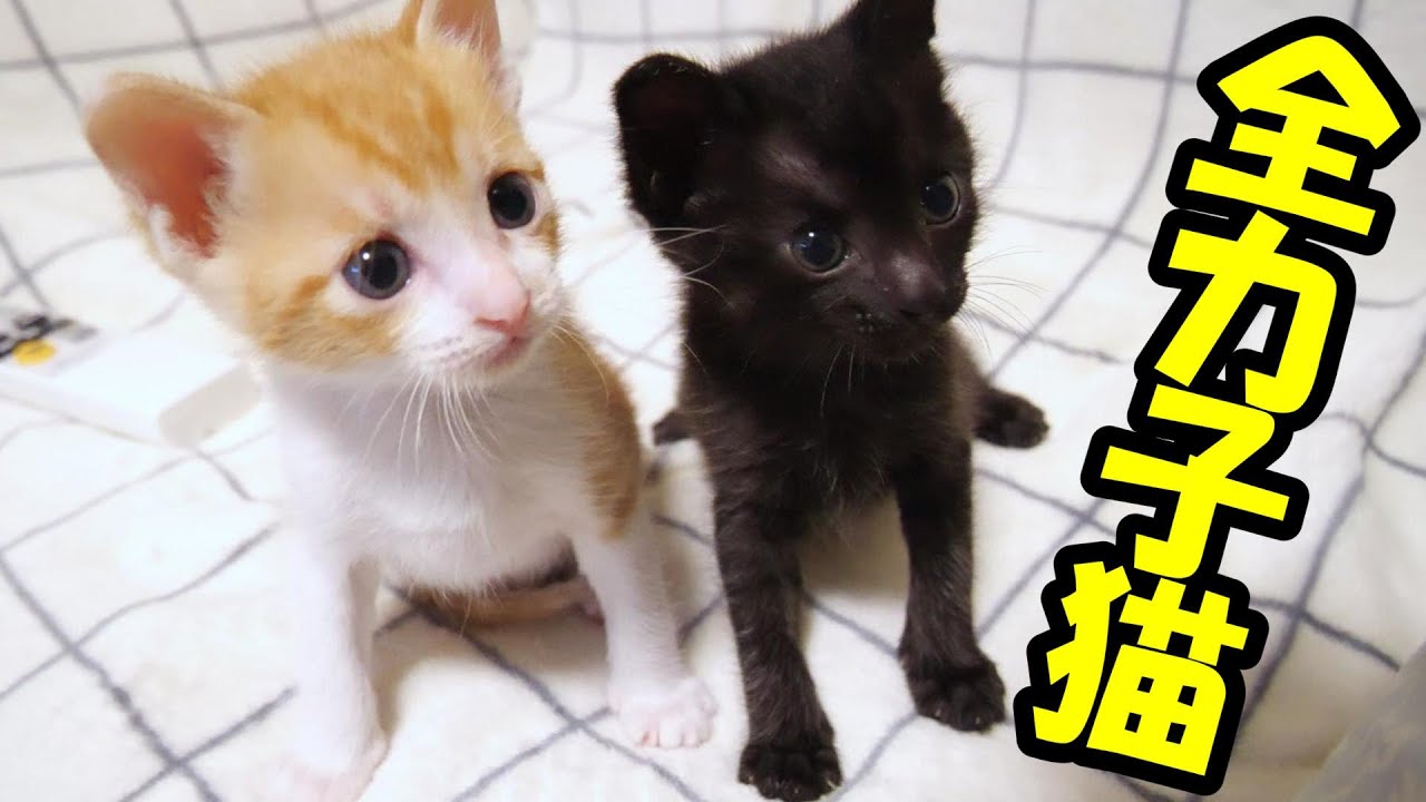 ふたり集まるとすぐにじゃれ合う子猫たち【赤ちゃん猫　保護猫】