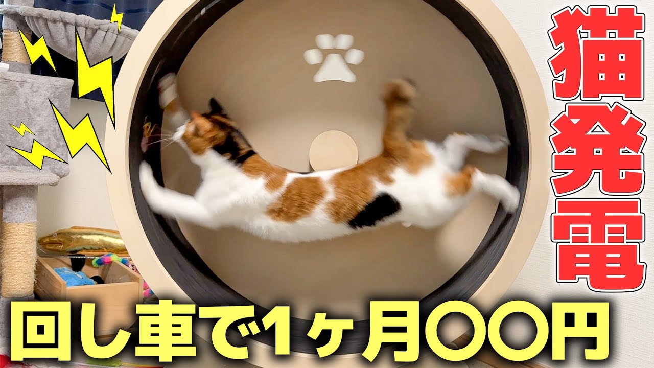 これから我が家の電気はすべて猫たちが発電することになりました。1ヶ月発電したらまさかの発電量に…！？