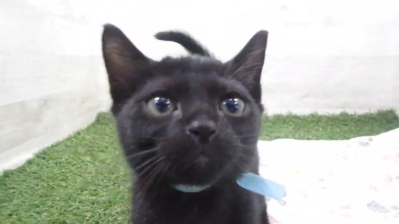 Coo&RIKU　No00650701 ボンベイ