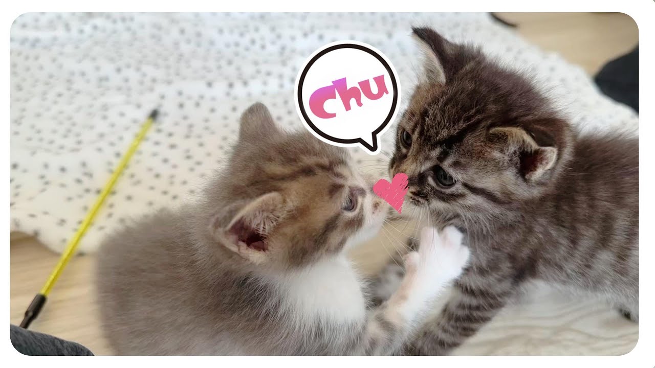 【子猫のミルボラ】ひとりっ子猫にともだちふたり新生活スタート【保護猫生活14日目】