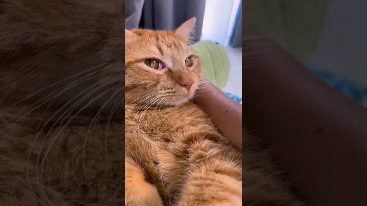 猫の「抱っこから下ろして」が可愛すぎる…