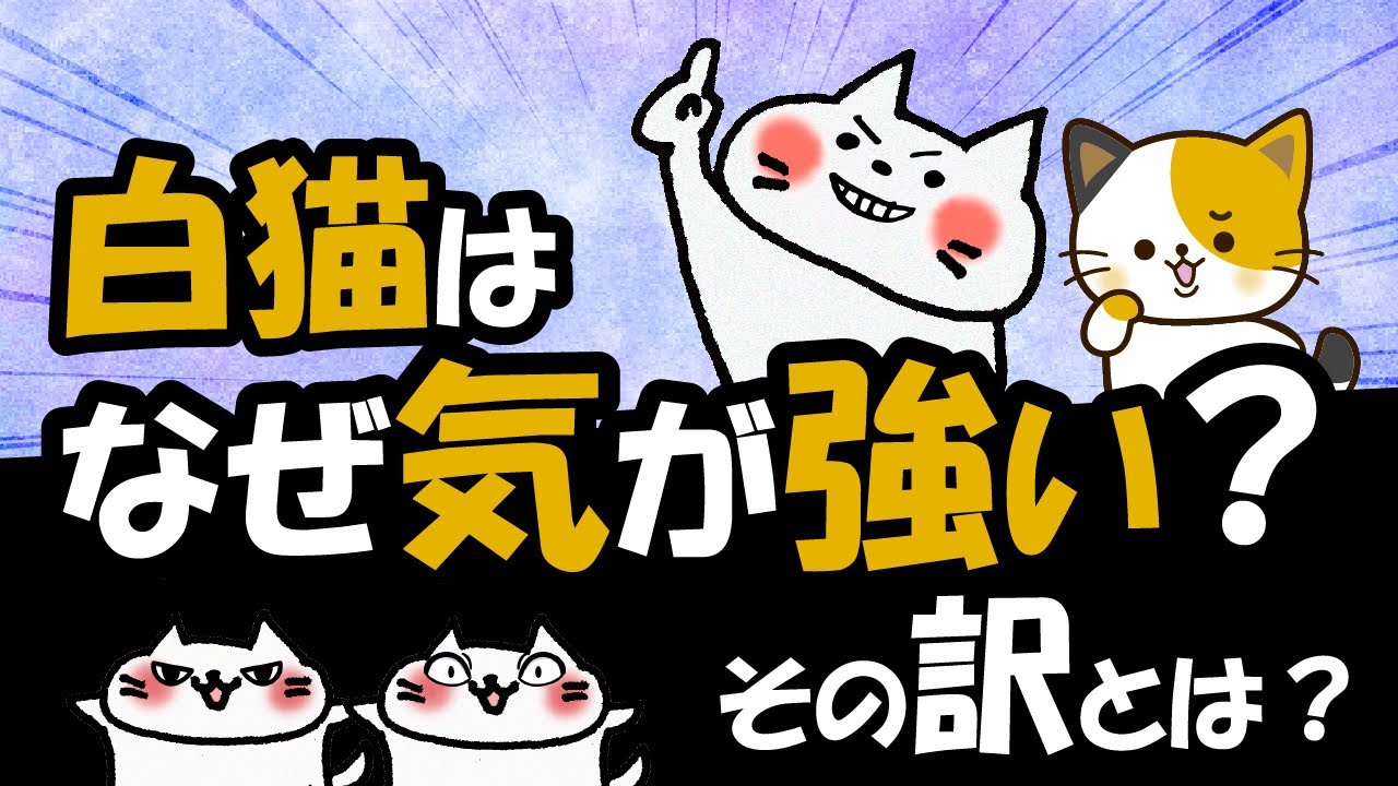 白猫の性格や特徴、歴史まで！白猫を徹底解説！