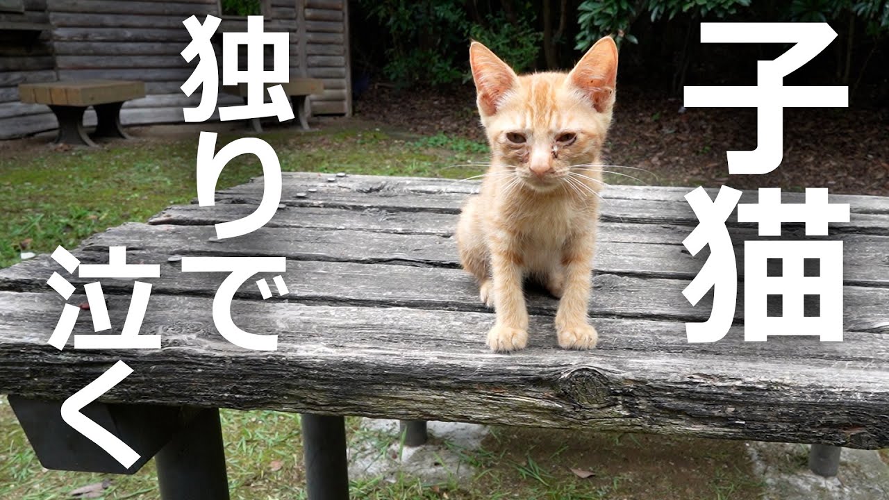 子猫が森の中で母猫を探して泣くがその結果…