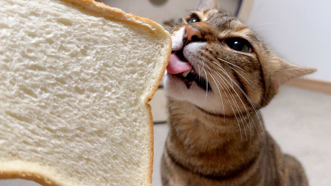 なぜか食パンのことが大好きな猫においしい食パンをあげてみました