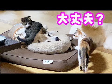 むぎJiの体調不良を心配そうに見守る子猫たちに家族の絆を感じました🥺