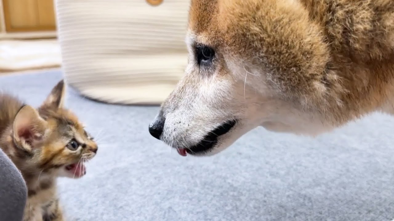 子猫と柴犬パパの初対面。子猫に激おこの顔をされて心が折れた柴犬が可愛すぎました笑