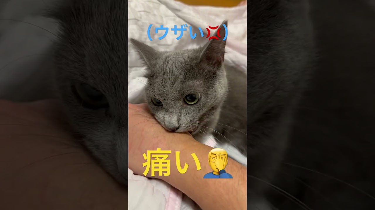 ウザいパパに制裁💛そらちゃん（ロシアンブルー）