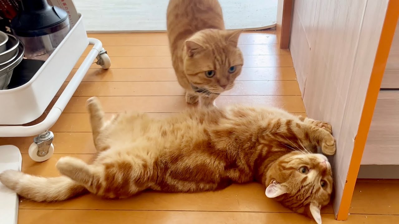 とても独特な場所で眠るちゃびくんとマンチカンズ！ #猫 #マンチカン