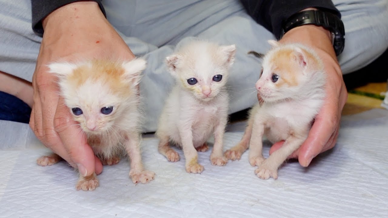 はじめてのトイレに挑戦した子猫たち