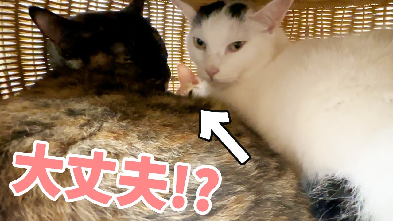 子猫が先住猫に潰されてます…！！