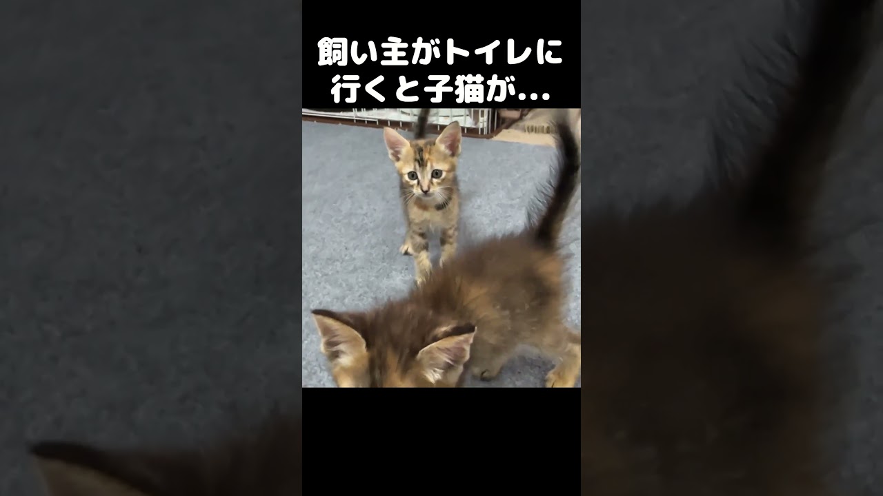 飼い主がトイレに行くと子猫たちが想像以上の反応をしてくれました！　#shorts