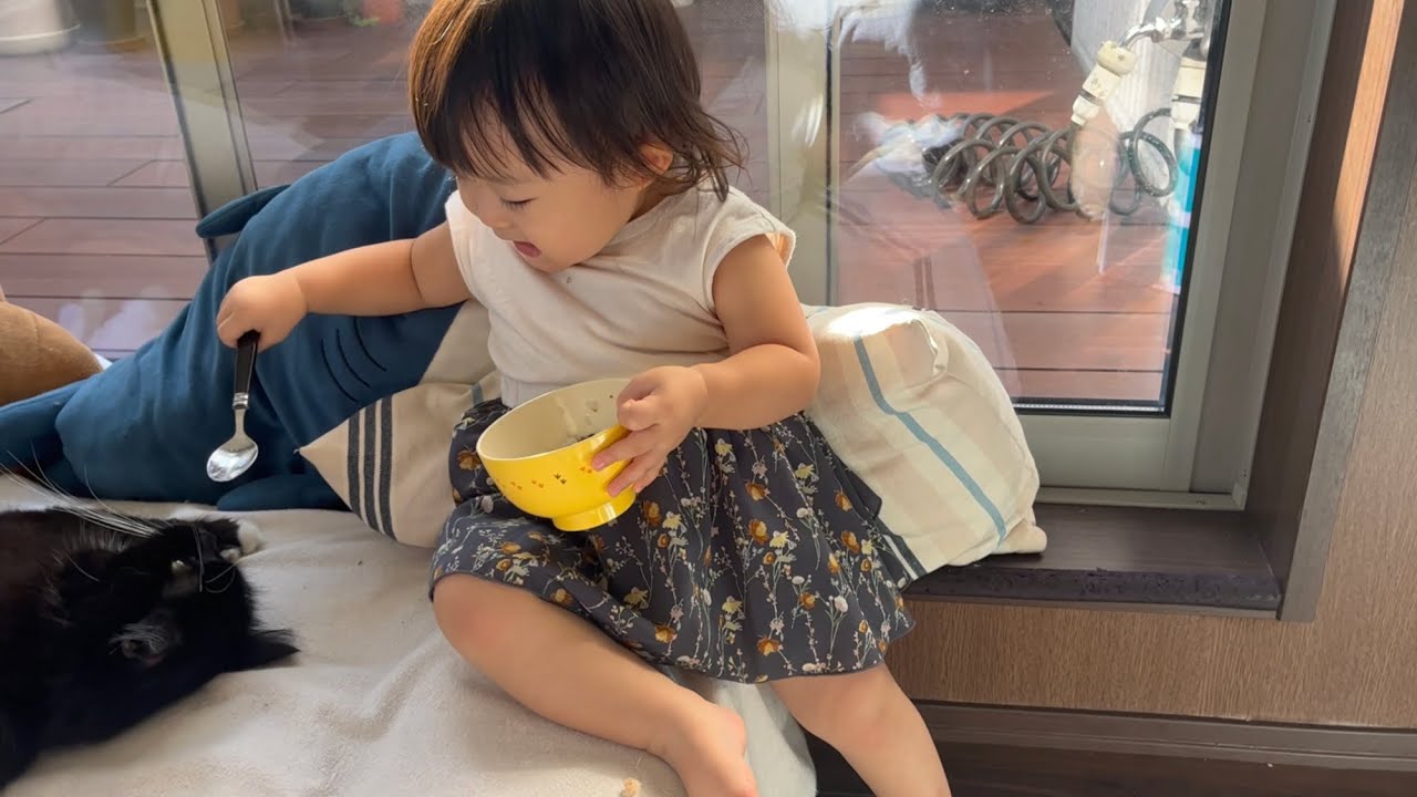 一歳児からお米を分け与えられる猫　ラガマフィン　A cat being given rice by a child