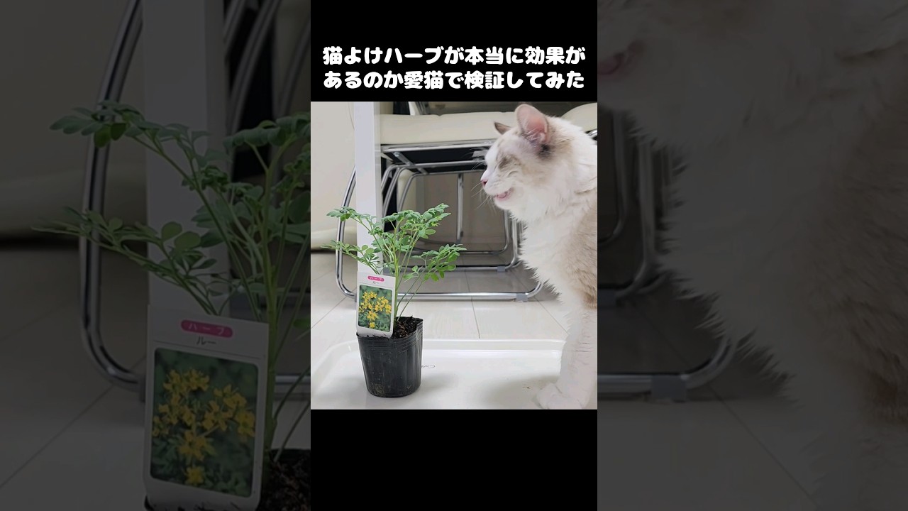 猫よけハーブが本当に効果があるのか愛猫で検証してみた#shorts #ラグドール #悪魔の子