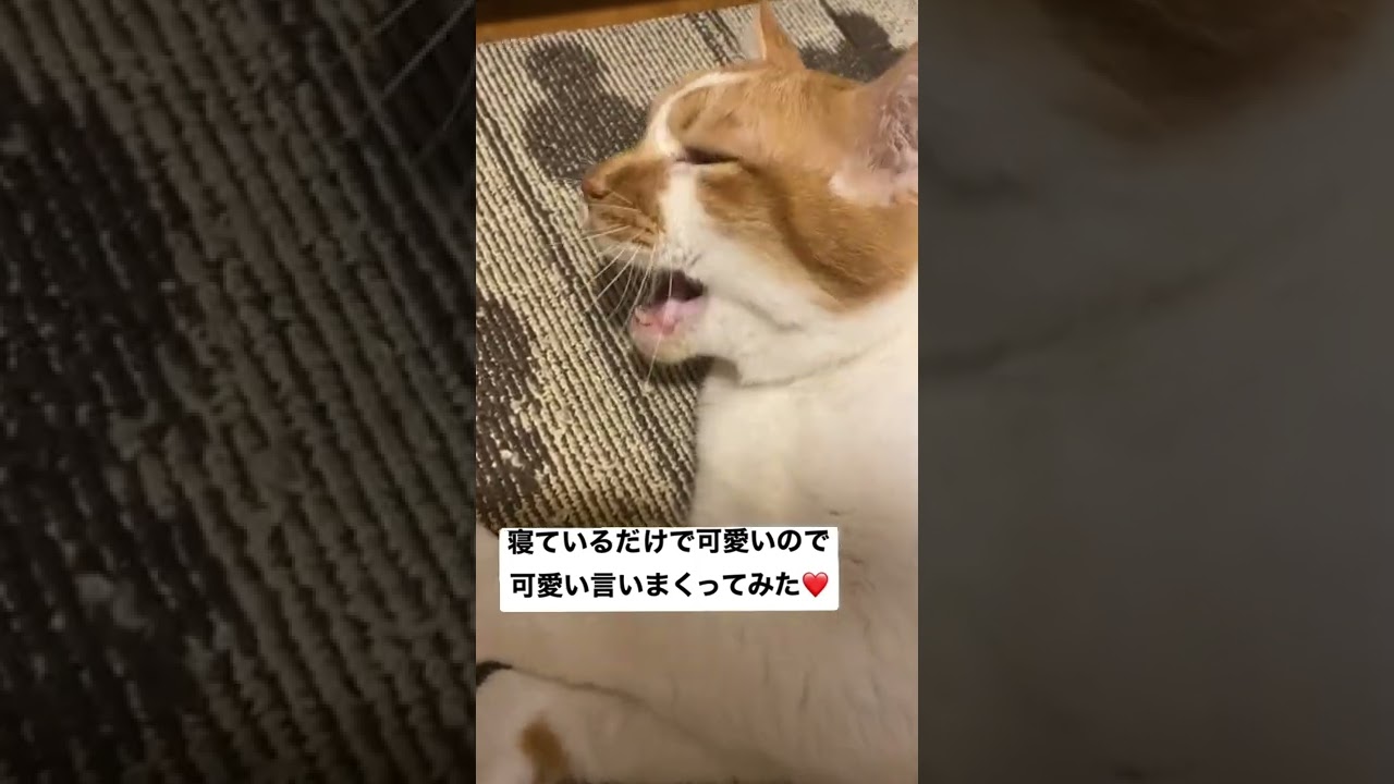 元野良ボス猫に可愛い言いまくってみたら…#shorts