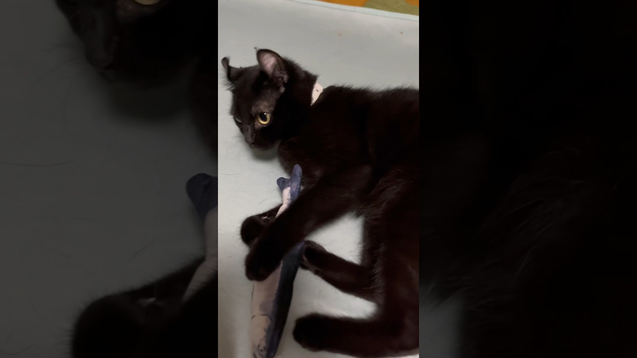 お魚で遊ぶ猫様が可愛い過ぎてカメラに収めようとしたら、めちゃくちゃ怒られました🐈‍⬛😭😭😭これからはちゃんとエマ様から許可貰お、、、#shorts #cat #猫 #ねこ #アメリカンカール