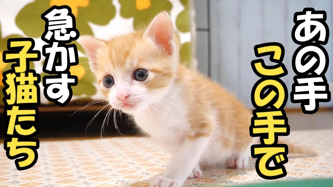 子猫たちの猛プレッシャーを受けながらミルク作っています【赤ちゃん猫　保護猫】