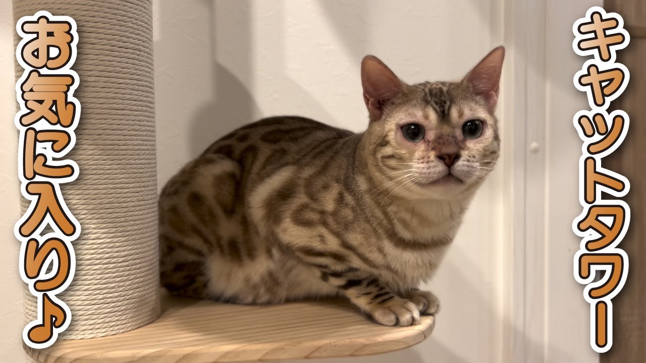 【スノーベンガル猫とトイプードル】すぐにキャットタワーを気に入ってくれた愛猫