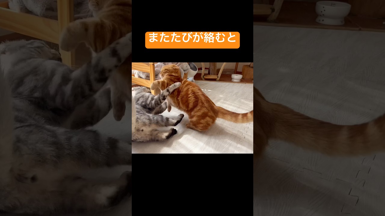 またたびに関しては一歩も退かないちゃびくん #猫 #マンチカン #shorts