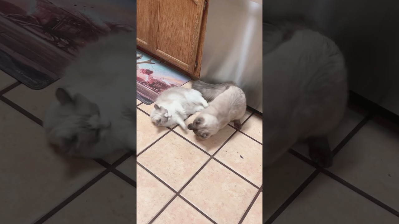 ラグドールの大げんか #shorts #cat #catfight #ラグドール #猫のケンカ