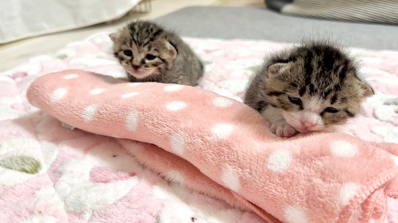 生後13日 お耳をぴこぴこさせながら睡魔と戦う赤ちゃん猫【山菜兄妹#12】Baby cat fighting sleep. 子猫
