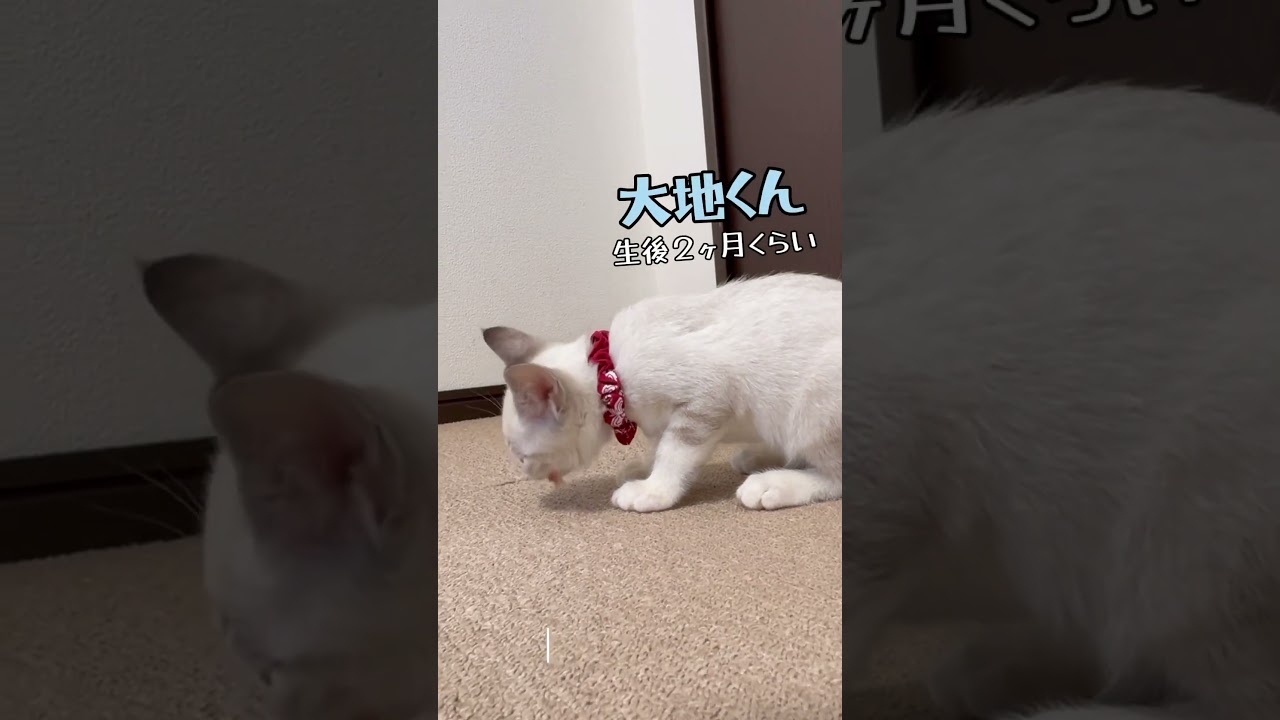 【保護 シャム猫】カニカマ興奮❗🦀イケニャン大地くんを見に来てね💗 / rescued a kitten #shorts #可愛い鳴き声 #保護猫