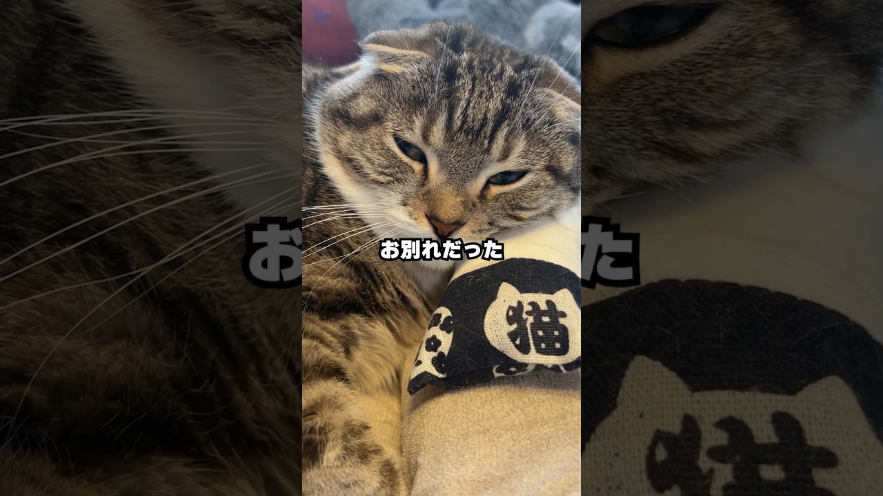 【作らない後悔！？】愛猫の7歳記念にオリジナルグッズを作ってみた😻✨ #猫 #猫グッズ #ACRY #アクリー #ACRYfam #アクリルプレート #ad #うちの子グッズ