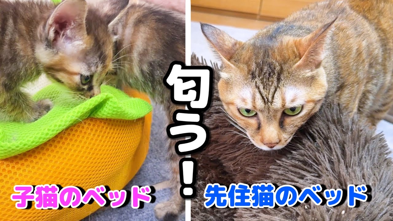 先住猫と子猫たちの匂いがついたもの各部屋に交換したらみんなが集まってきた…！
