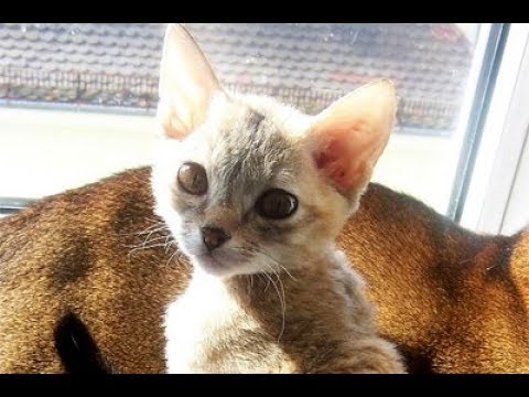 毛が天然パーマのジャーマンレックスの猫ちゃんが可愛い♡～Hair is cute German Rex of naturally curly hair cat.