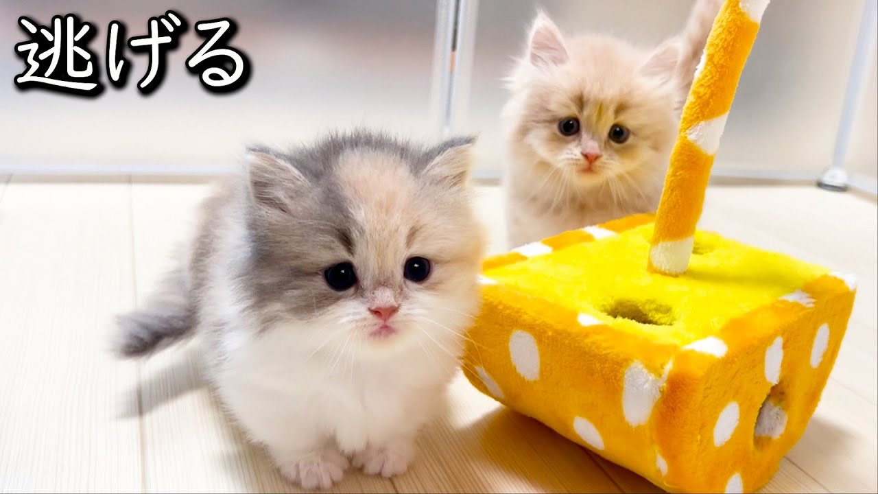 【マンチカンの子猫】子猫達が逃げてしまって淋しい感じな件 ∼猫のいる生活Vol.807~ 出産動画 マンチカン短足・ミヌエット・ペルシャ猫専門ブリーダー『ペット蔵人』【子猫の成長記録】