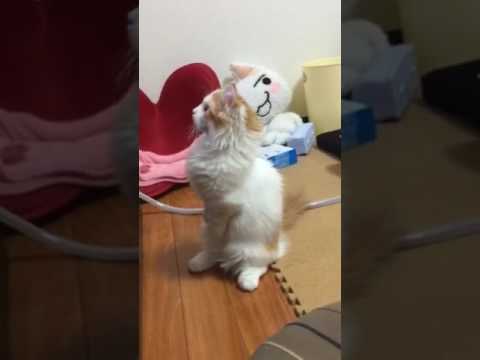 マンチカン立ちする子猫がかわいい！