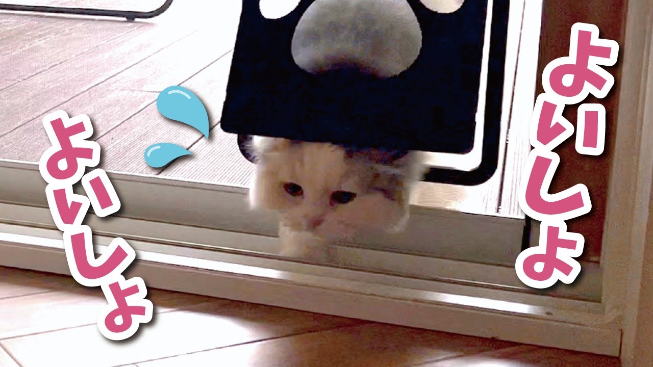 【感動】不器用すぎる猫が必死に猫ドアの特訓を繰り返した結果…！【関西弁でしゃべる猫】【猫アテレコ】