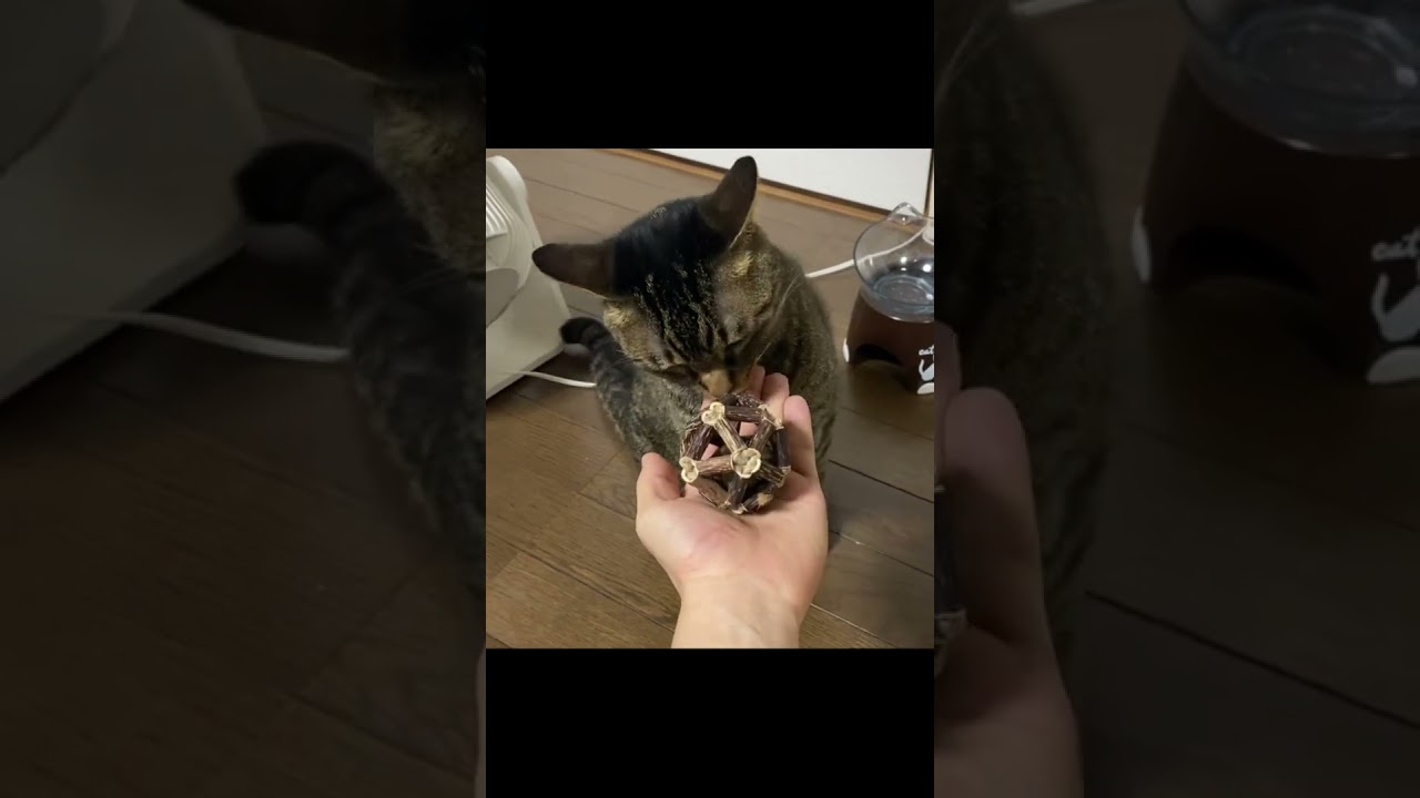 またたびのボールを近づけた結果...