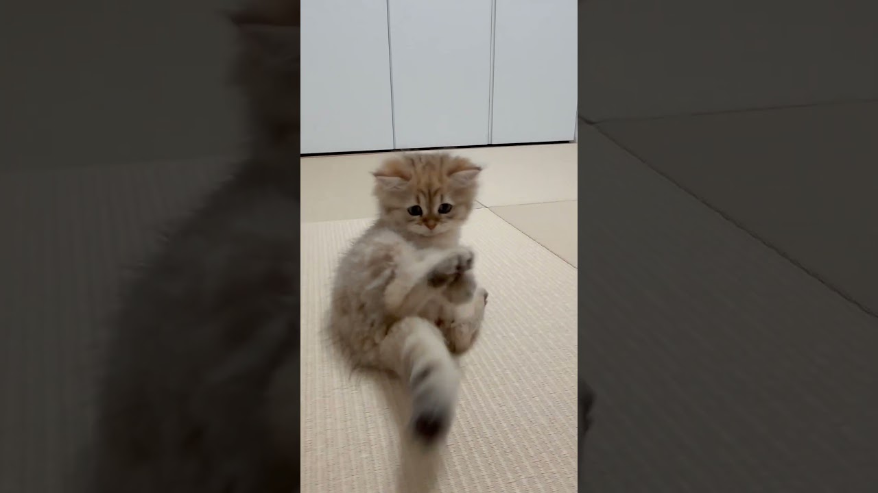 尻尾がひたすら気になる子猫 【サイベリアン】 #Shorts