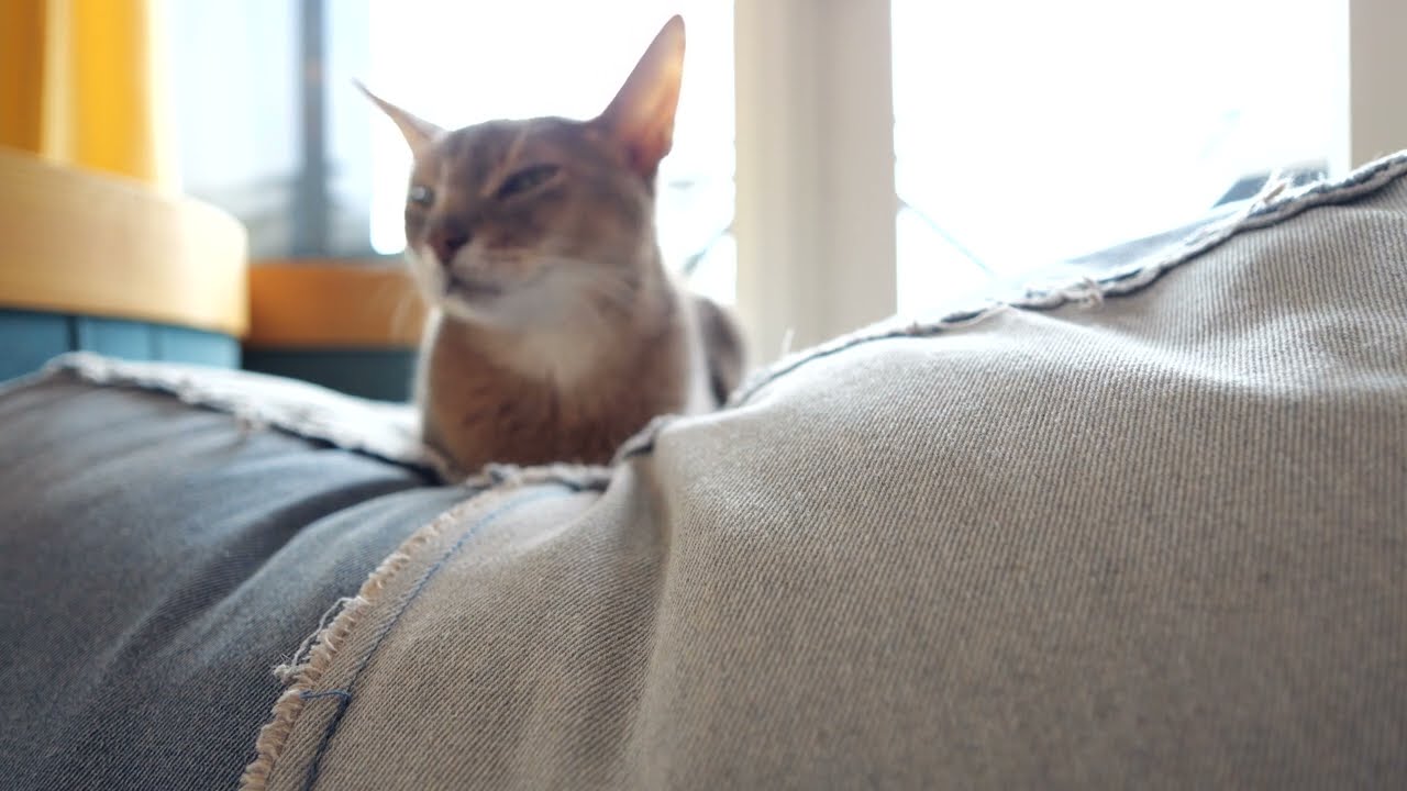 アビシニアンのアビィ