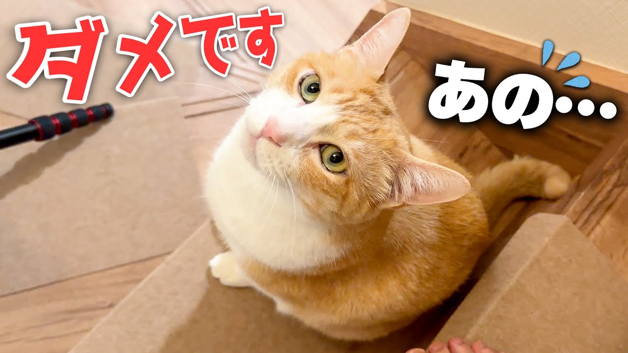 飼い主に外出してほしくなくて階段で邪魔してくる猫が可愛すぎました…
