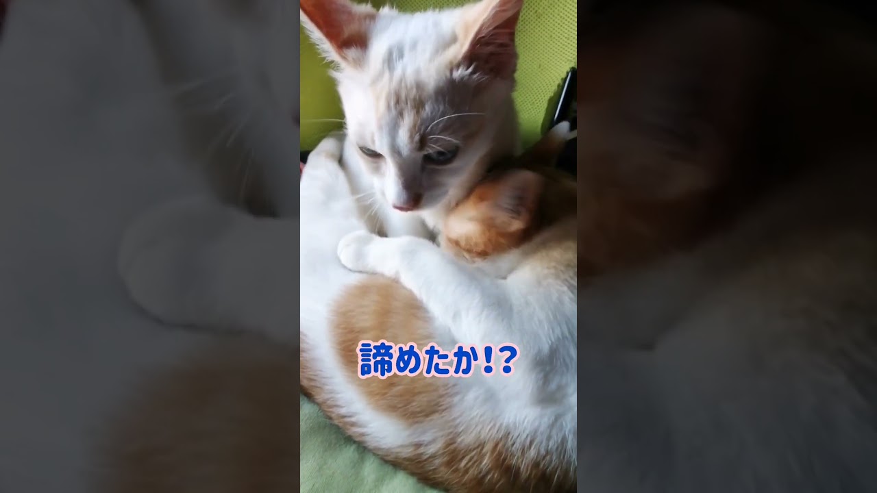 【ねこ動画】やっぱりお乳をのみたいゆきちゃん🐱 #shorts #猫 #子猫