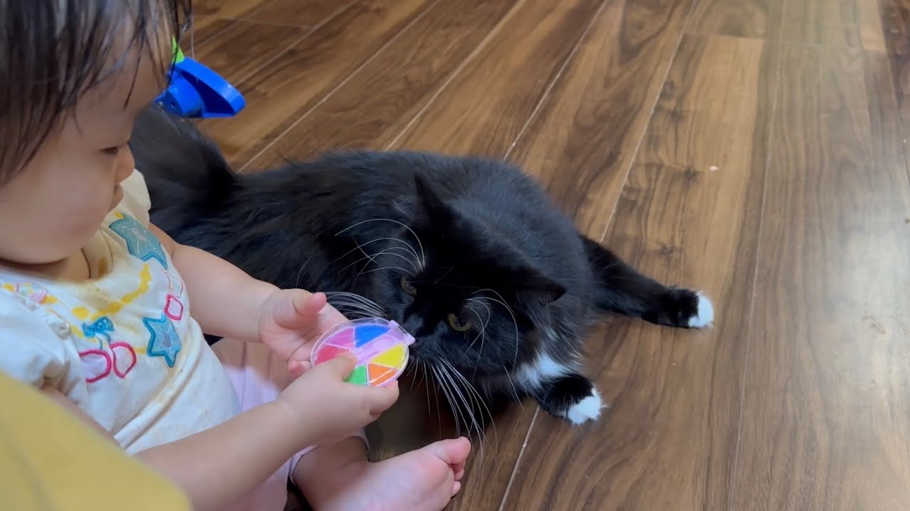 子供の足に擦り寄る猫　ラガマフィンA cat who loves children. Ragamuffin