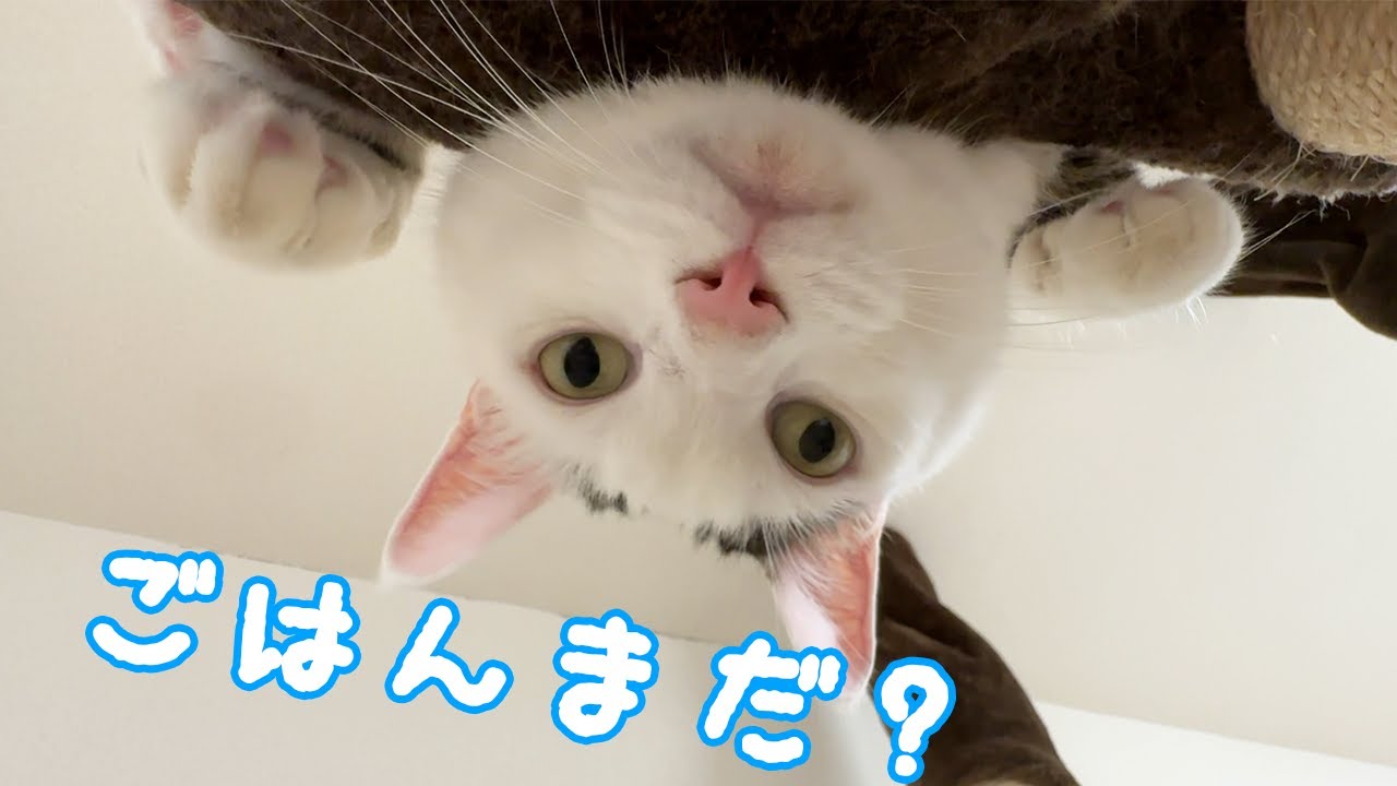 変なポーズでご飯待機してる猫ｗ